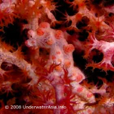 Pygmy Seahorse